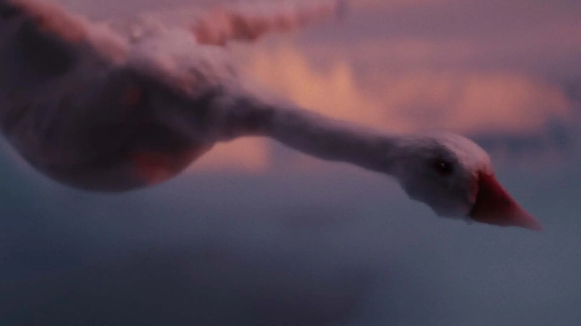 TIMHORTONS_DIRCUT_0430