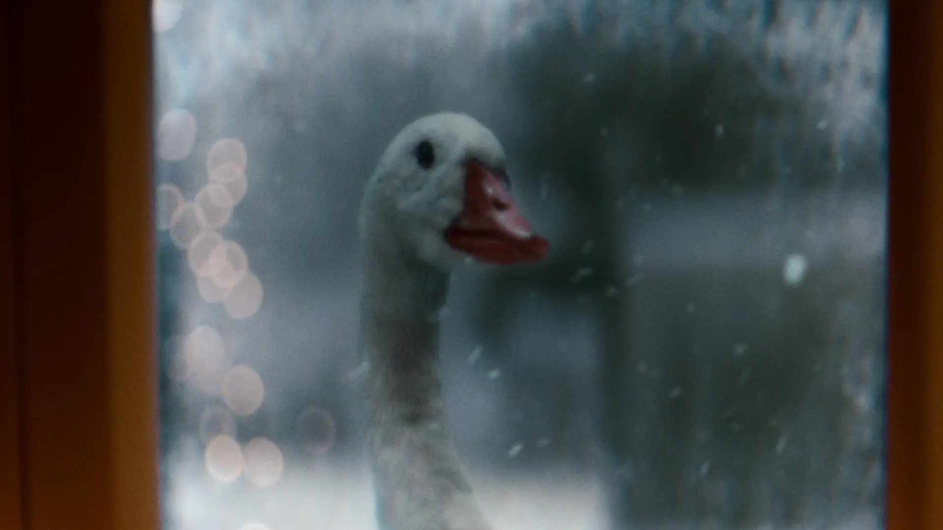 TIMHORTONS_DIRCUT_0435