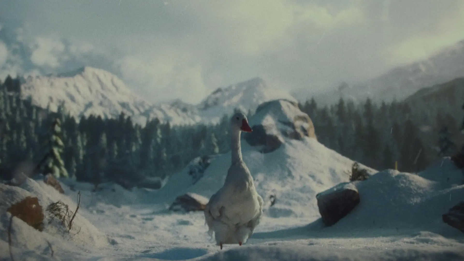 TIMHORTONS_DIRCUT_0436