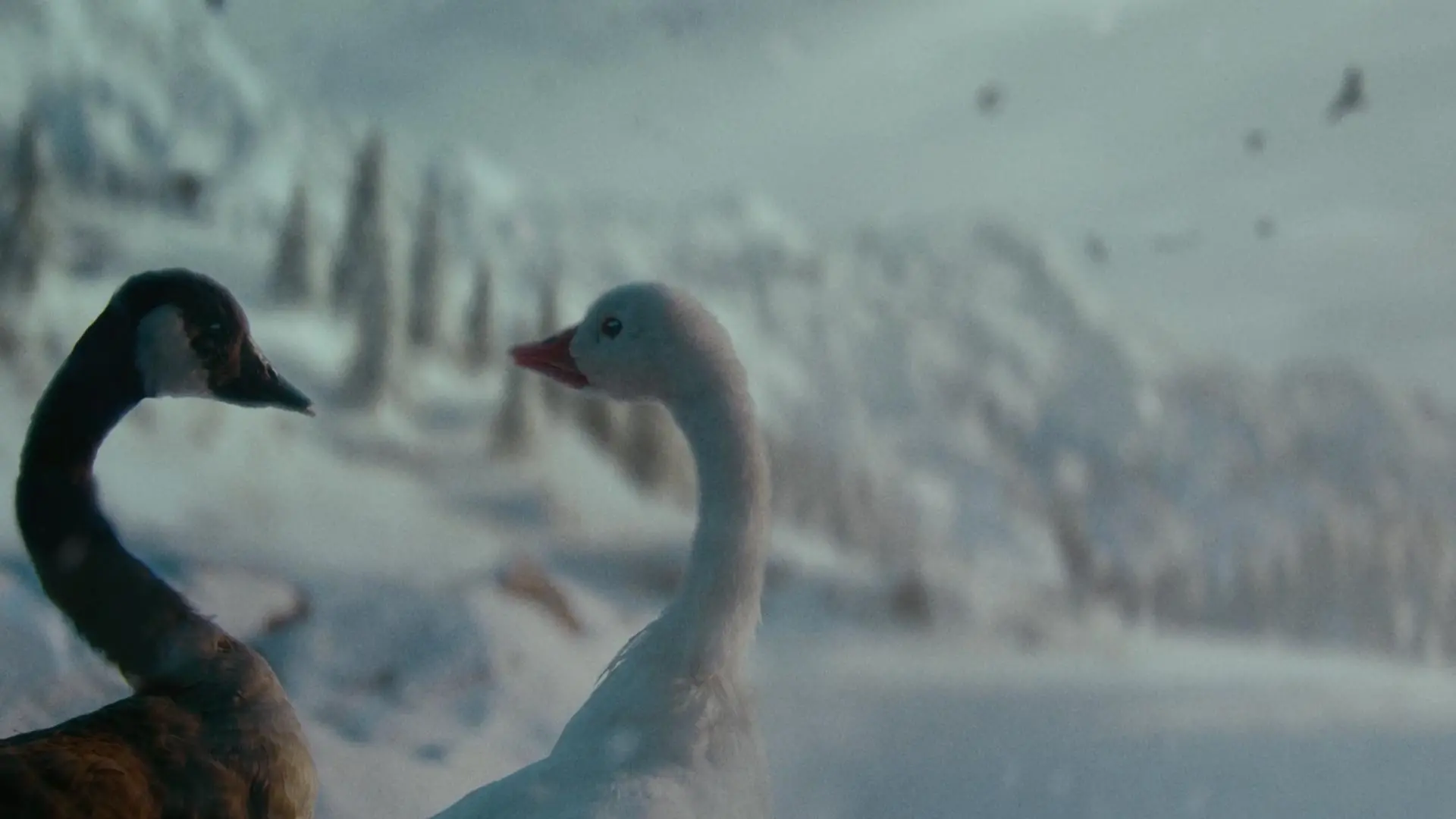 TIMHORTONS_DIRCUT_0438